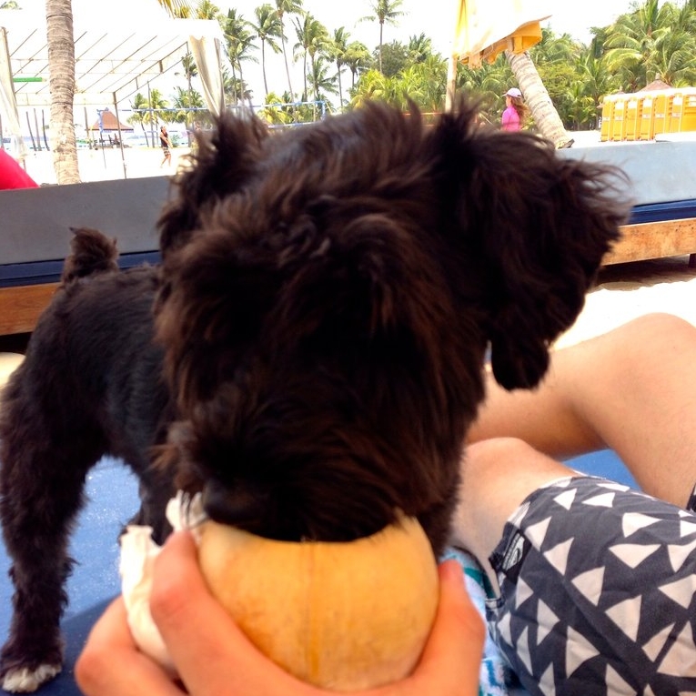 rsz_singapore_bama_drinking_coconut Tanjong Beach Club Singapore Dog Friendly