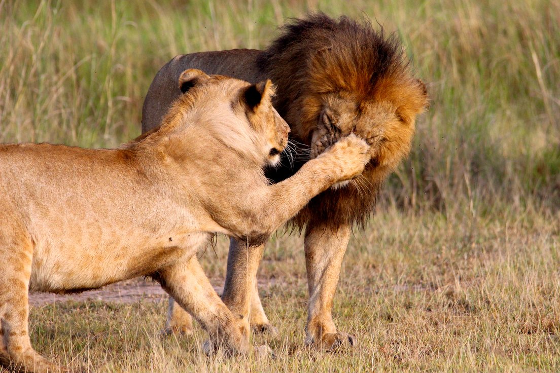 safari planning lions