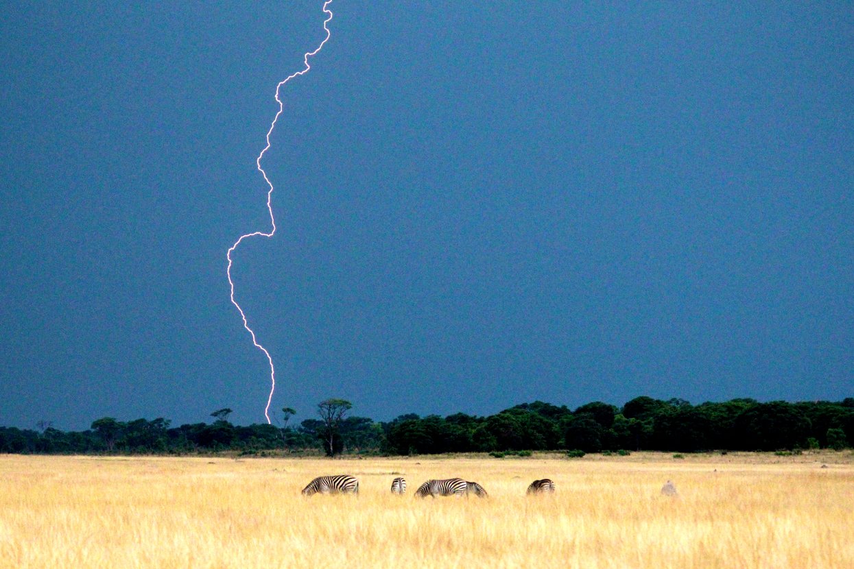 safari planning zebras africa