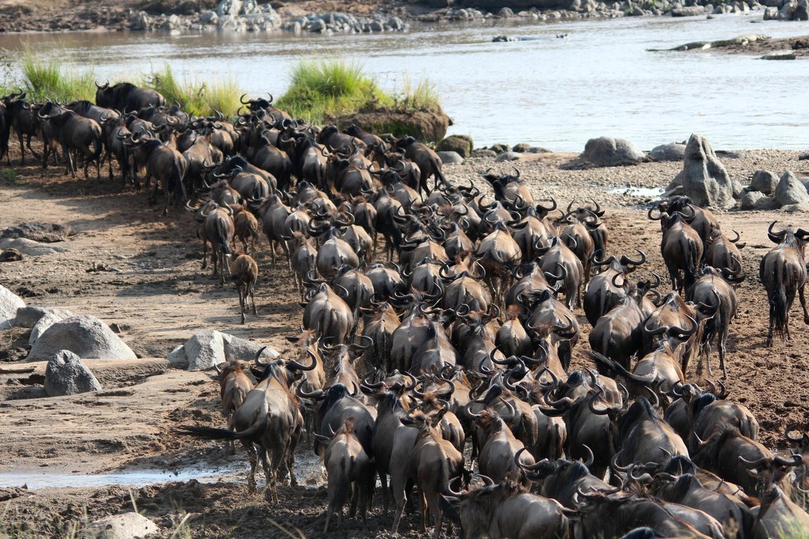 rsz_img_0597 great migration safari