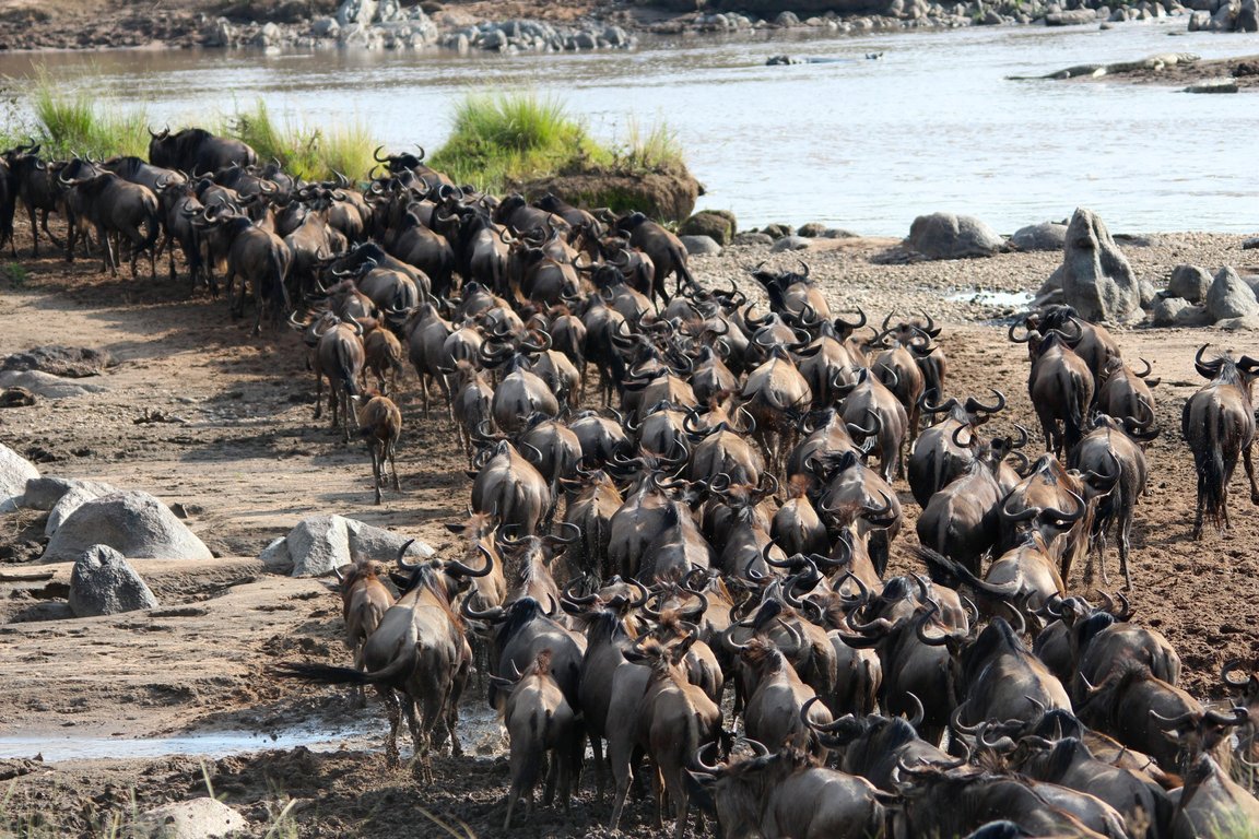 great migration safari