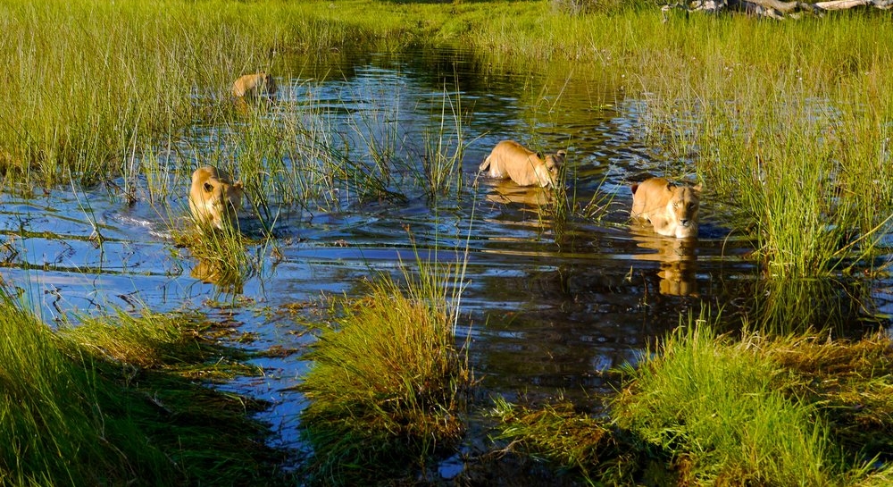family travel safari planning family travel safari planning