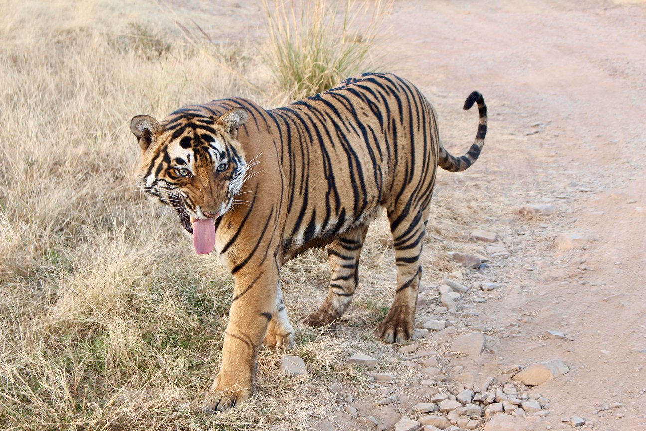 rsz_img_9248 tiger safari with a baby in india