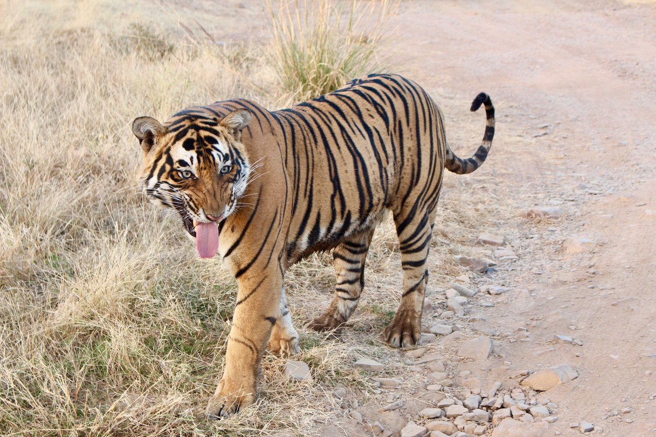 tiger safari with a baby in india