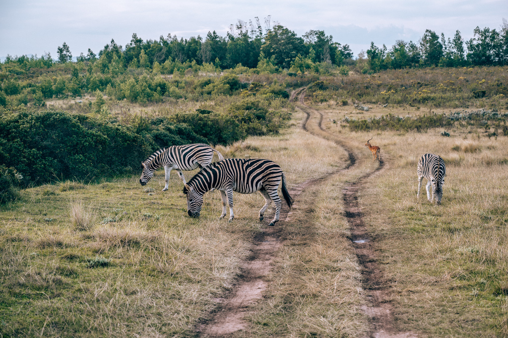 south african safari