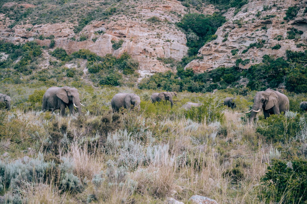 south african safari