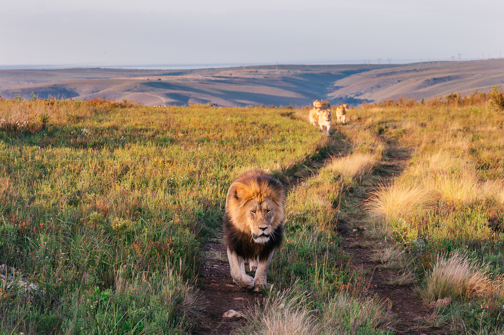 lion safari